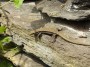 Thumbs/tn_Vakantie 2016 038.jpg